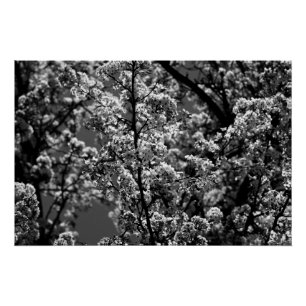 Schwarz-Weiß-Monochrome Blütenbaum Poster