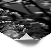 Schwarz-Weiß-Monochrome Blütenbaum Poster (Ecke)