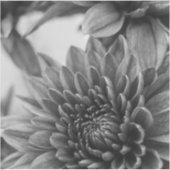 Schwarz-Weiß-Mums Aufkleber (Vorderseite)