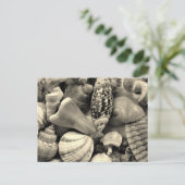 Schwarz-Weiß-Muscheln-Blanche-Postkarte Postkarte (Stehend Vorderseite)