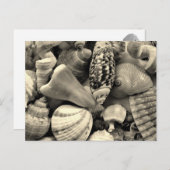 Schwarz-Weiß-Muscheln-Blanche-Postkarte Postkarte (Vorne/Hinten)