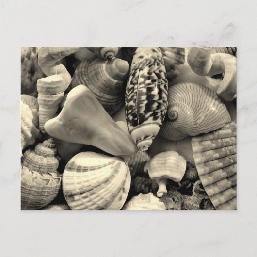 Schwarz-Weiß-Muscheln-Blanche-Postkarte Postkarte (Vorderseite)