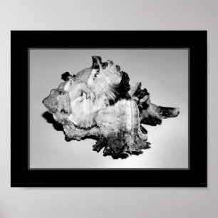 Schwarz-Weiß-Muscheln Tropische Druckkunst Poster