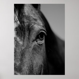 Schwarz-Weiß-Nah-up Horse-Augen-Artwork Poster