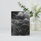 Schwarz-Weiß-Nahes Up einer doppelten Begonie Postkarte (Stehend Vorderseite)