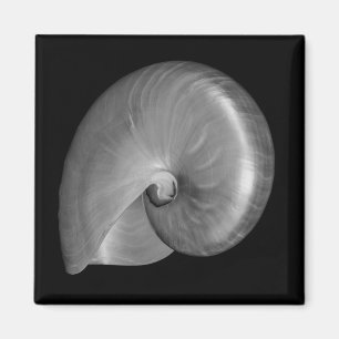 Schwarz-Weiß-Nautilus-Muschel Magnet