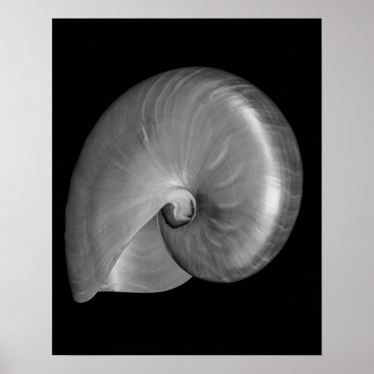 Schwarz-Weiß-Nautilus-Muschel Poster (Vorne)