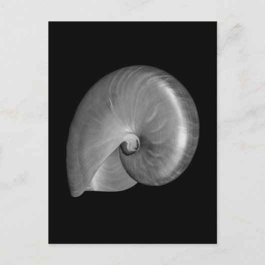 Schwarz-Weiß-Nautilus-Muschel Postkarte (Vorderseite)