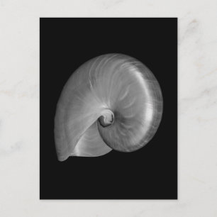 Schwarz-Weiß-Nautilus-Schale Postkarte