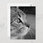 Schwarz-Weiß-Niedliche Katze Postkarte (Vorne/Hinten)