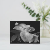 Schwarz-Weiß-Orchidee Postkarte (Stehend Vorderseite)