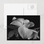 Schwarz-Weiß-Orchidee Postkarte (Vorne/Hinten)