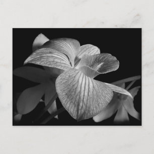 Schwarz-Weiß-Orchidee Postkarte