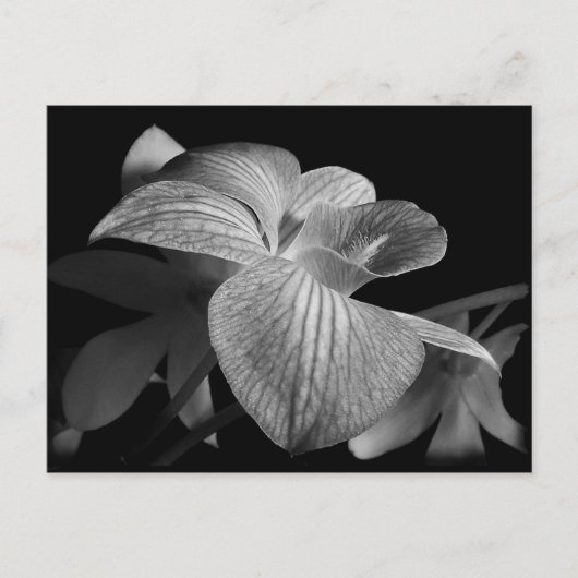 Schwarz-Weiß-Orchidee Postkarte (Vorderseite)