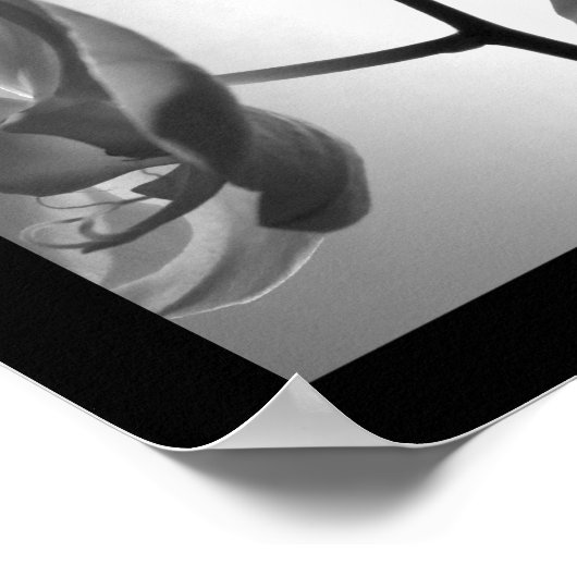 Schwarz-Weiß-Orchideen am Stem Poster (Ecke)