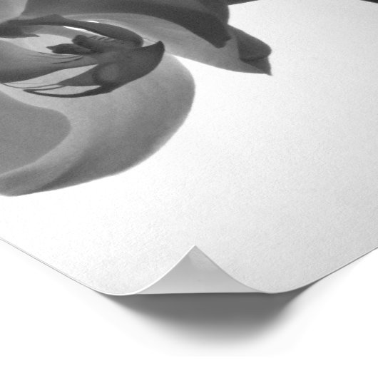 Schwarz-Weiß-Orchideen am Stem Poster (Ecke)