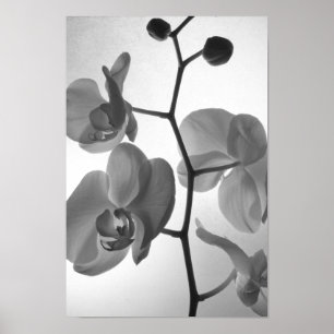 Schwarz-Weiß-Orchideen am Stem Poster