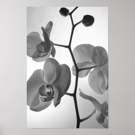 Schwarz-Weiß-Orchideen am Stem Poster (Vorne)