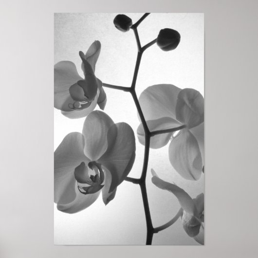 Schwarz-Weiß-Orchideen am Stem Poster (Vorne)