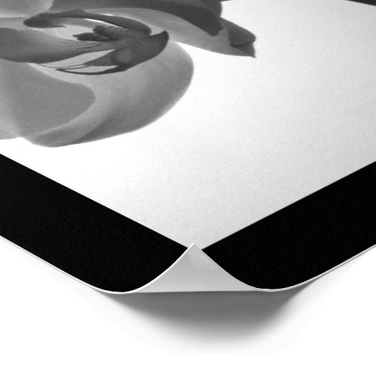 Schwarz-Weiß-Orchideen am Stem Poster (Ecke)