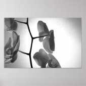 Schwarz-Weiß-Orchideen-Blume am Stem Poster (Vorne)