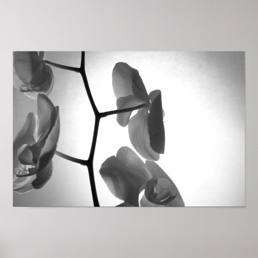 Schwarz-Weiß-Orchideen-Blume am Stem Poster (Vorne)