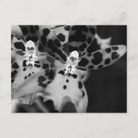 Schwarz-Weiß-Orchideen