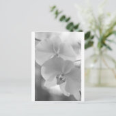 Schwarz-Weiß-Orchideen Postkarte (Stehend Vorderseite)