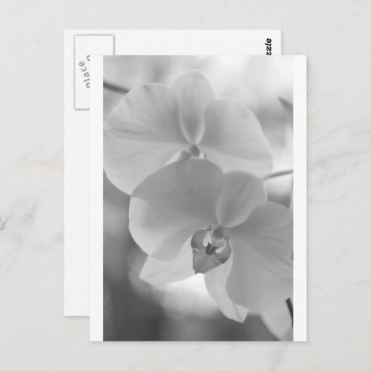 Schwarz-Weiß-Orchideen Postkarte (Vorne/Hinten)