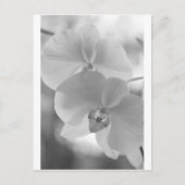 Schwarz-Weiß-Orchideen Postkarte (Vorderseite)