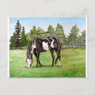 Schwarz-Weiß-Paint-Pferd/Pony-Weide im Feld Postkarte