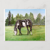 Schwarz-Weiß-Paint-Pferd/Pony-Weide im Feld Postkarte (Vorderseite)