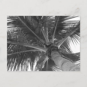 Schwarz-Weiß-Palm-Postkarte Postkarte