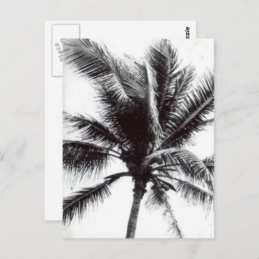 Schwarz-Weiß-Palme Postkarte (Vorne/Hinten)