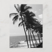 Schwarz-Weiß-Palmen Postkarte (Vorderseite)