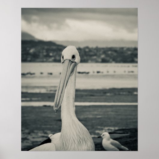 Schwarz-Weiß-Pelican-Foto Poster (Vorne)