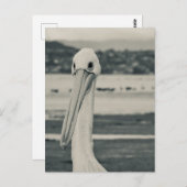 Schwarz-Weiß-Pelican-Foto Postkarte (Vorne/Hinten)