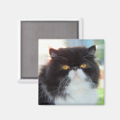 Schwarz-Weiß-Perserkatzenmagnet Magnet (Vorderseite/Rückseite)
