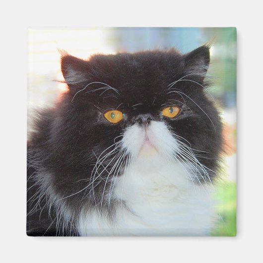 Schwarz-Weiß-Perserkatzenmagnet Magnet (Vorne)