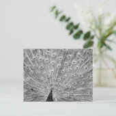 Schwarz-Weiß-Pfau-Anzeige Postkarte (Stehend Vorderseite)