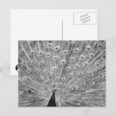 Schwarz-Weiß-Pfau-Anzeige Postkarte (Vorne/Hinten)