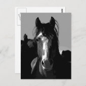 Schwarz-Weiß-Pferd-Portrait Postkarte (Vorne/Hinten)