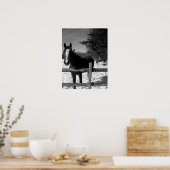 Schwarz-Weiß-Pferd Poster (Küche)