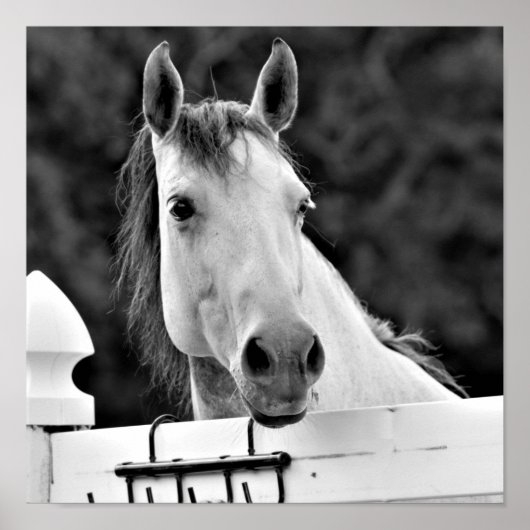 Schwarz-Weiß-Pferd Poster (Vorne)