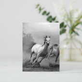 Schwarz-Weiß-Pferde laufen Postkarte (Stehend Vorderseite)