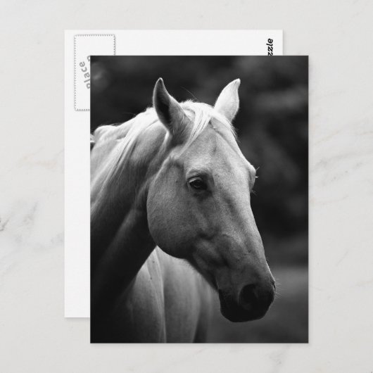 Schwarz-Weiß-Pferdekopf Postkarte (Vorne/Hinten)