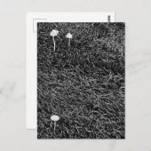 Schwarz-Weiß-Pilze im Gras-Foto Postkarte (Vorne/Hinten)