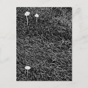 Schwarz-Weiß-Pilze im Gras-Foto Postkarte