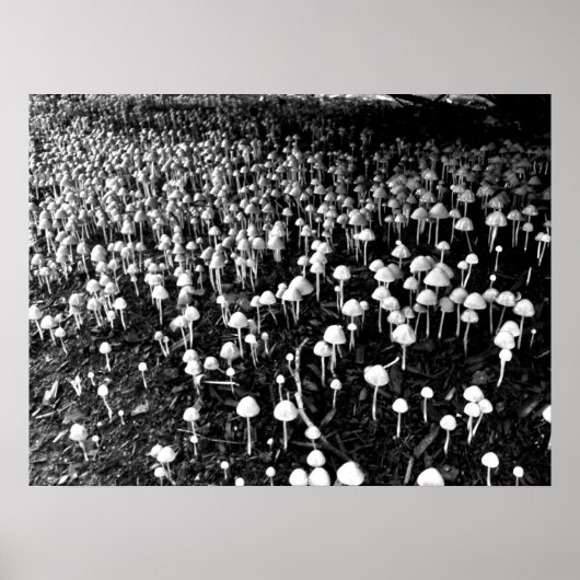 Schwarz-Weiß-Pilzkolonie-Foto Poster (Vorne)