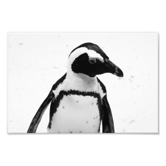 Schwarz-Weiß-Pinguin Fotodruck (Vorne)